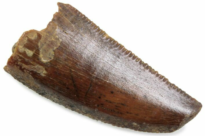 Serrated Raptor Tooth - Feeding Worn Tip #376514
